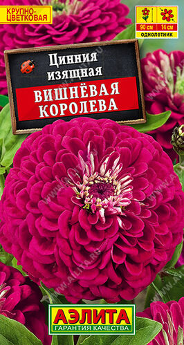 Цинния Вишневая королева