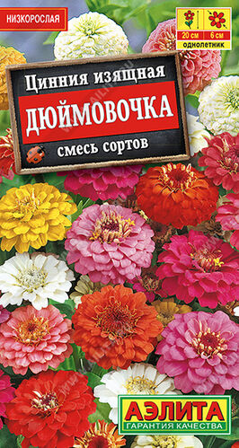 Цинния Дюймовочка, смесь