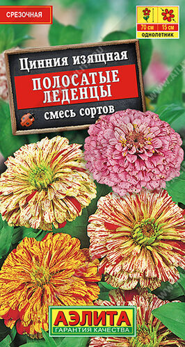 Цинния Полосатые леденцы, смесь