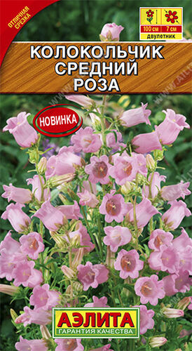 Колокольчик средний Роза 