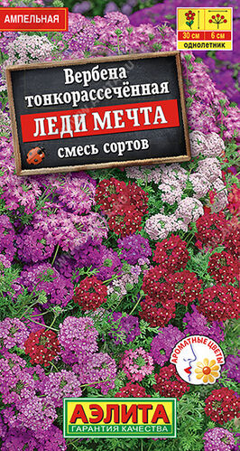 Вербена Леди мечта, смесь 