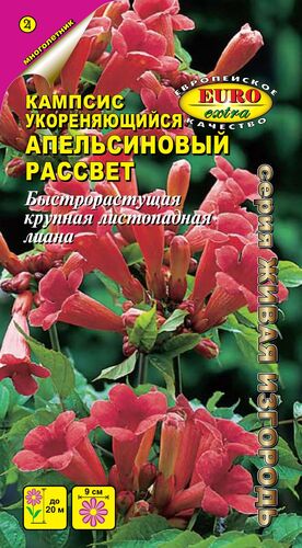 Кампсис Апельсиновый рассвет (укореняющийся)  С