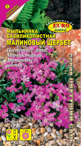 Мыльнянка Малиновый щербет базиликолистная  С