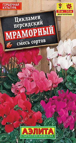Цикламен Персидский Мраморный, смесь окрасок 