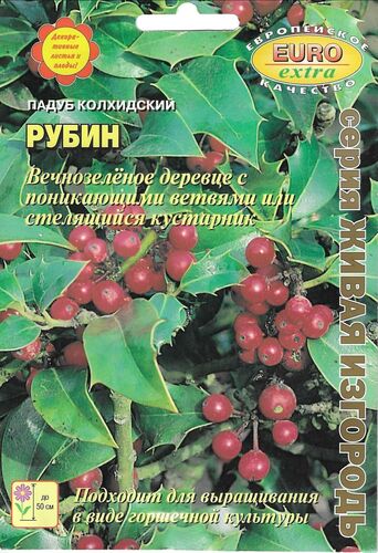 Падуб Рубин колхидский   С  Б/ф