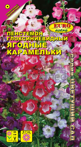 Пенстемон Ягодные карамельки (глоксиниевидный) С